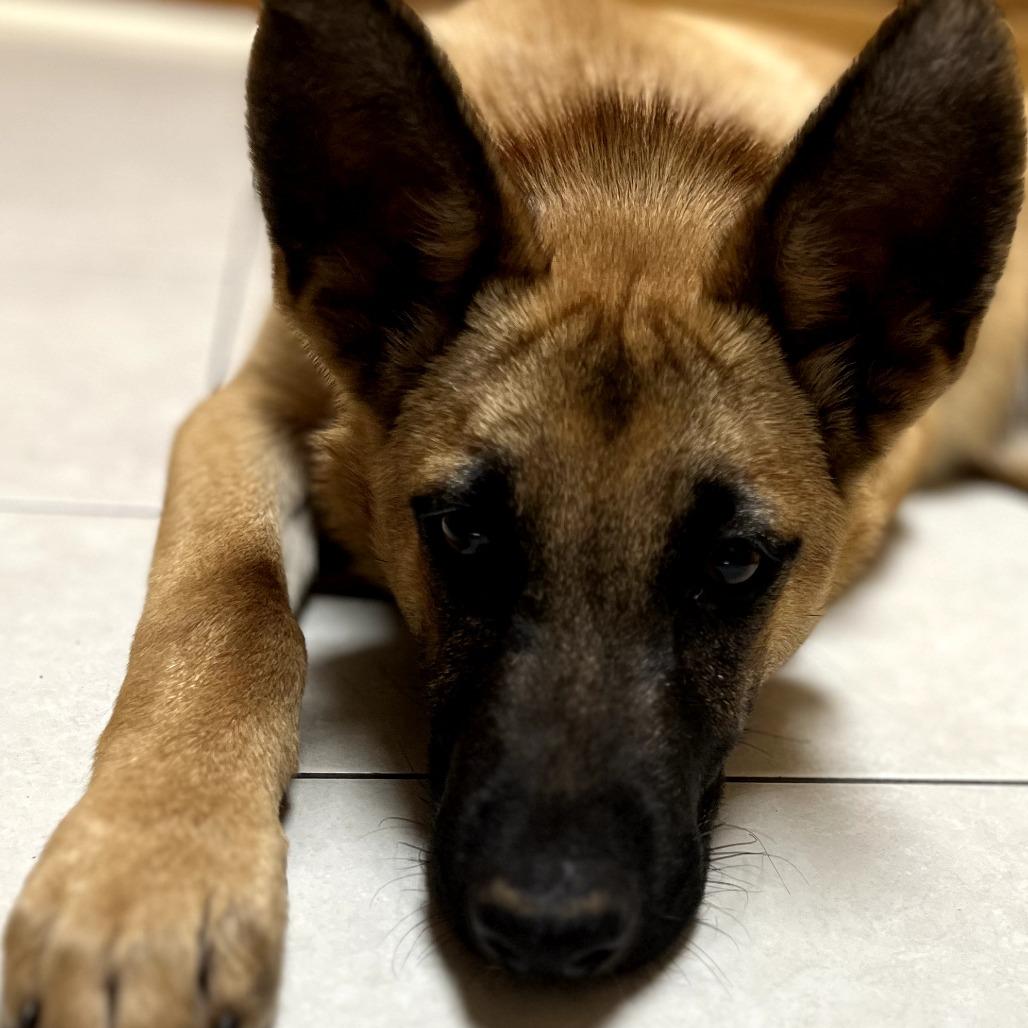 Enlarge Ajax, a Adoptable German Shepherd Dog in Tulsa, OK image 5/6