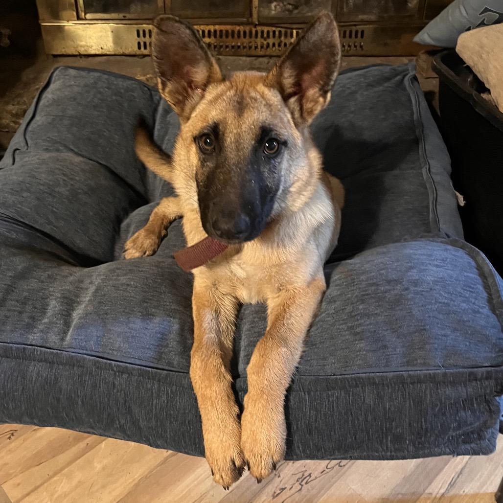 Enlarge Ajax, a Adoptable German Shepherd Dog in Tulsa, OK image 6/6