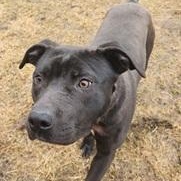 TROOPER- Needs a foster/forever home!