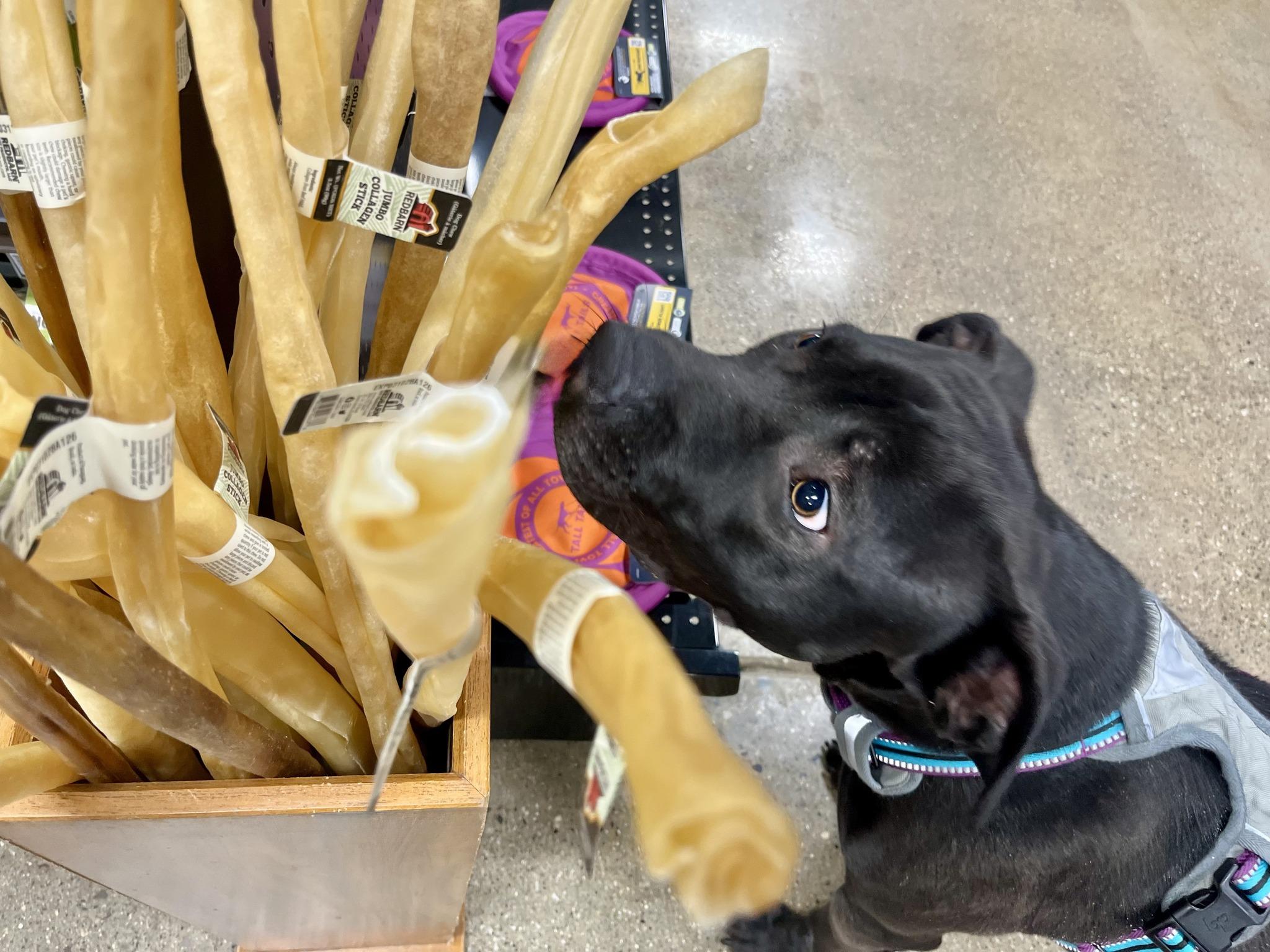 TROOPER- Needs a foster/forever home!