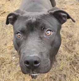 TROOPER- Needs a foster/forever home!