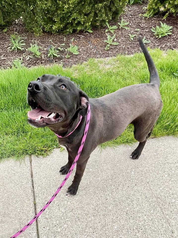 TROOPER- Needs a foster/forever home! — thumbnail 2