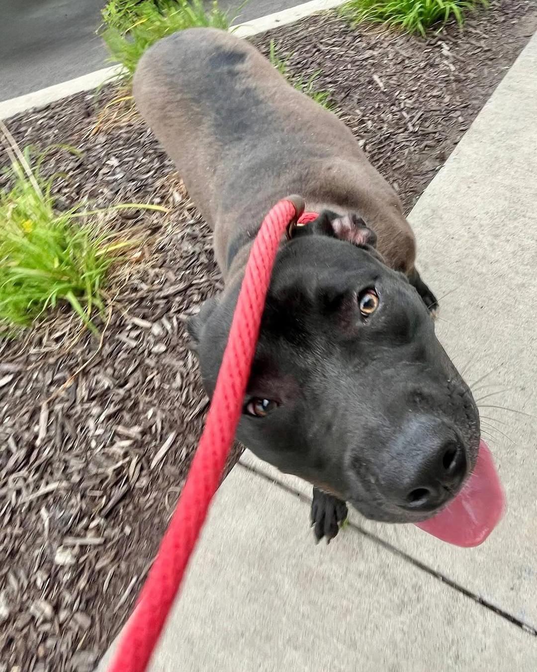 TROOPER- Needs a foster/forever home! — thumbnail 3