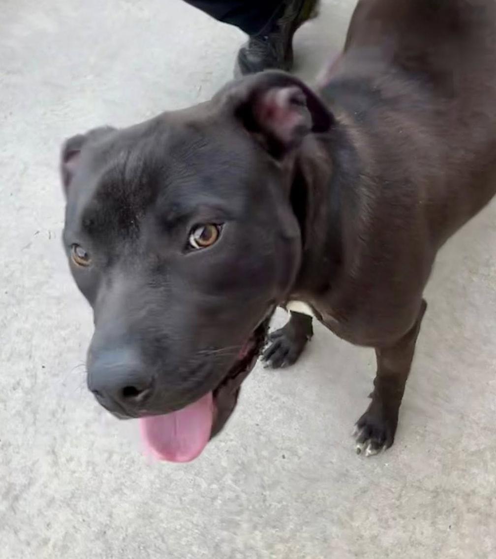 TROOPER- Needs a foster/forever home! — thumbnail 4