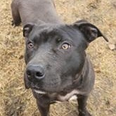 TROOPER- Needs a foster/forever home!