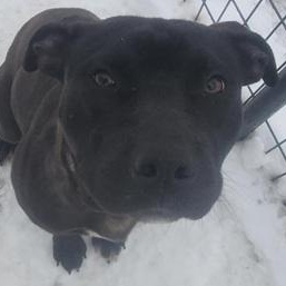 TROOPER- Needs a foster/forever home!