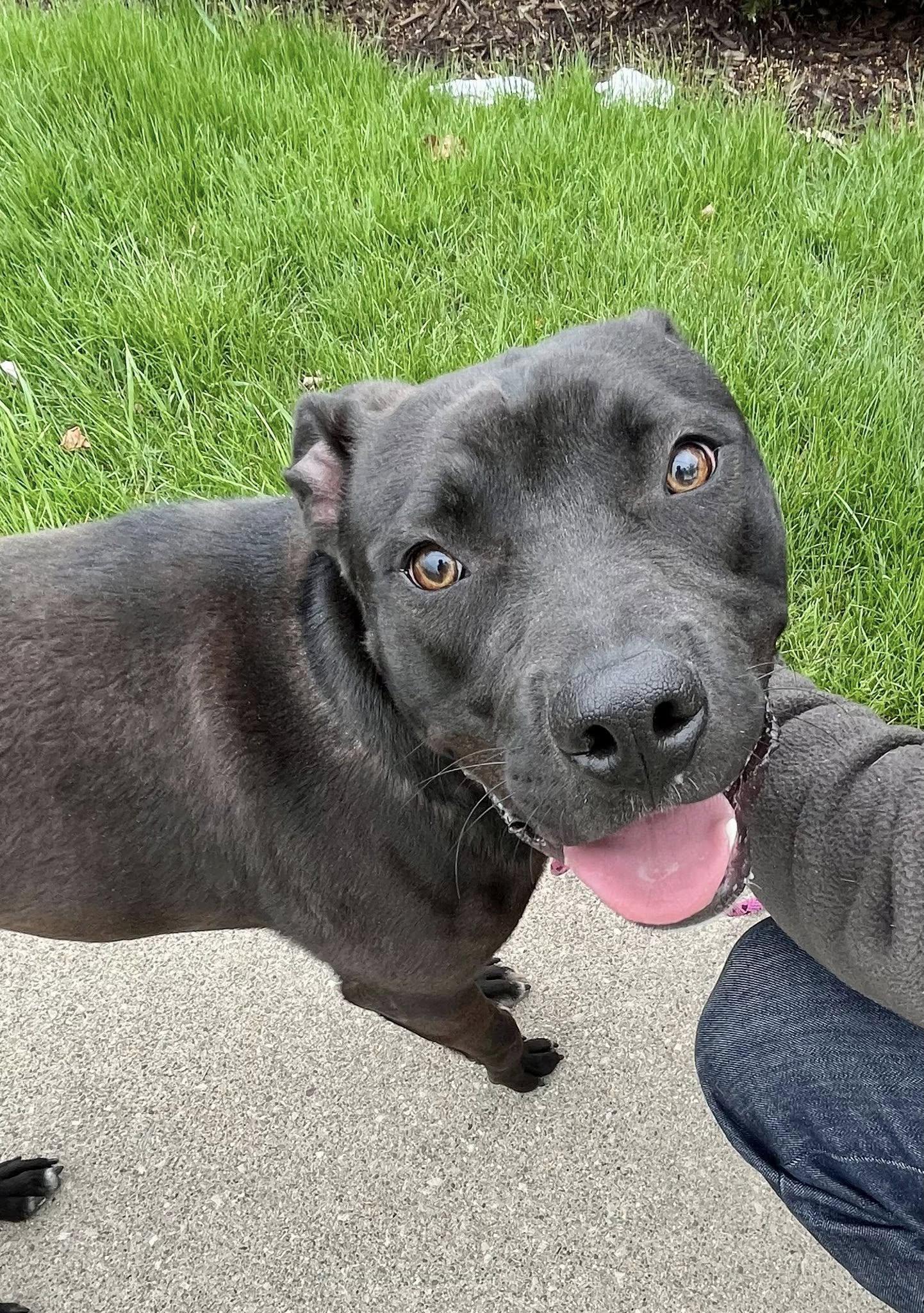 TROOPER- Needs a foster/forever home! — thumbnail 5