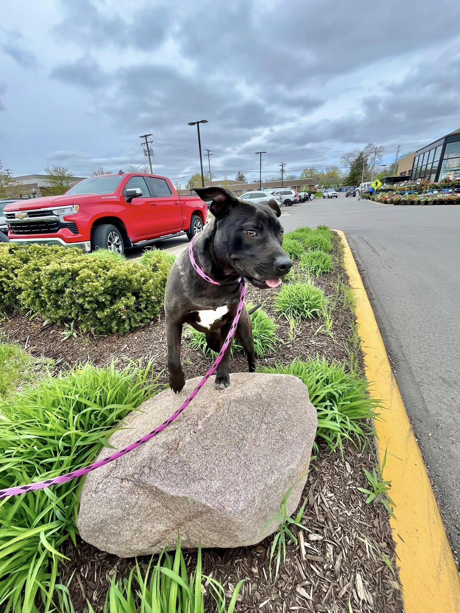 TROOPER- Needs a foster/forever home! — thumbnail 6