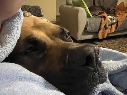 Molli (Foster) — thumbnail 2