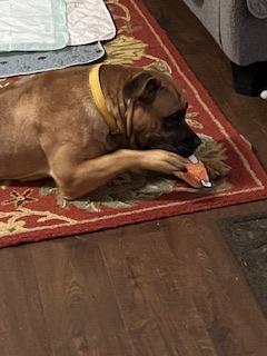 Molli (Foster) — thumbnail 3