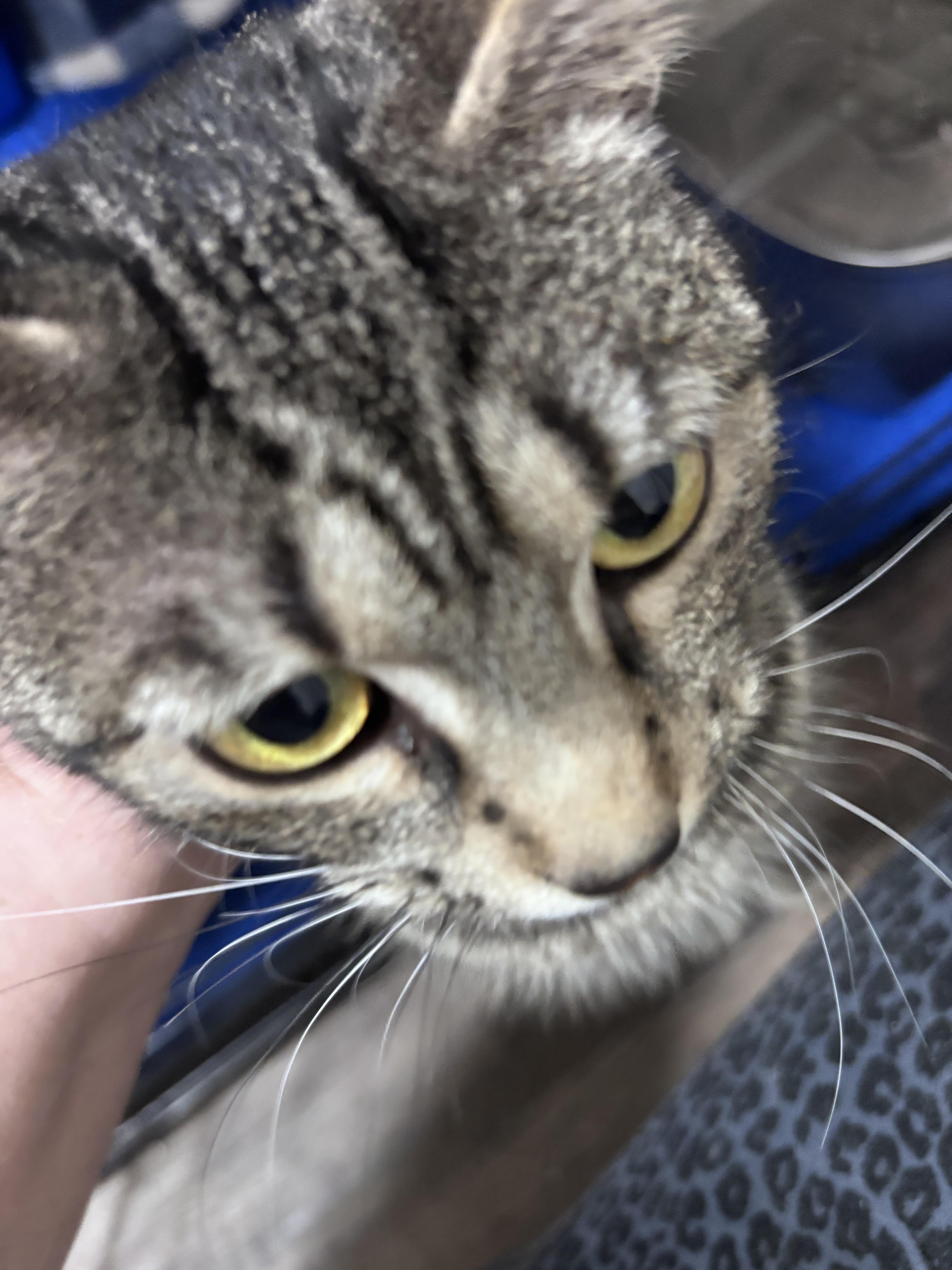 Enlarge Tallulah Belle, a Adoptable Domestic Short Hair in Kirklin, IN image 3/6