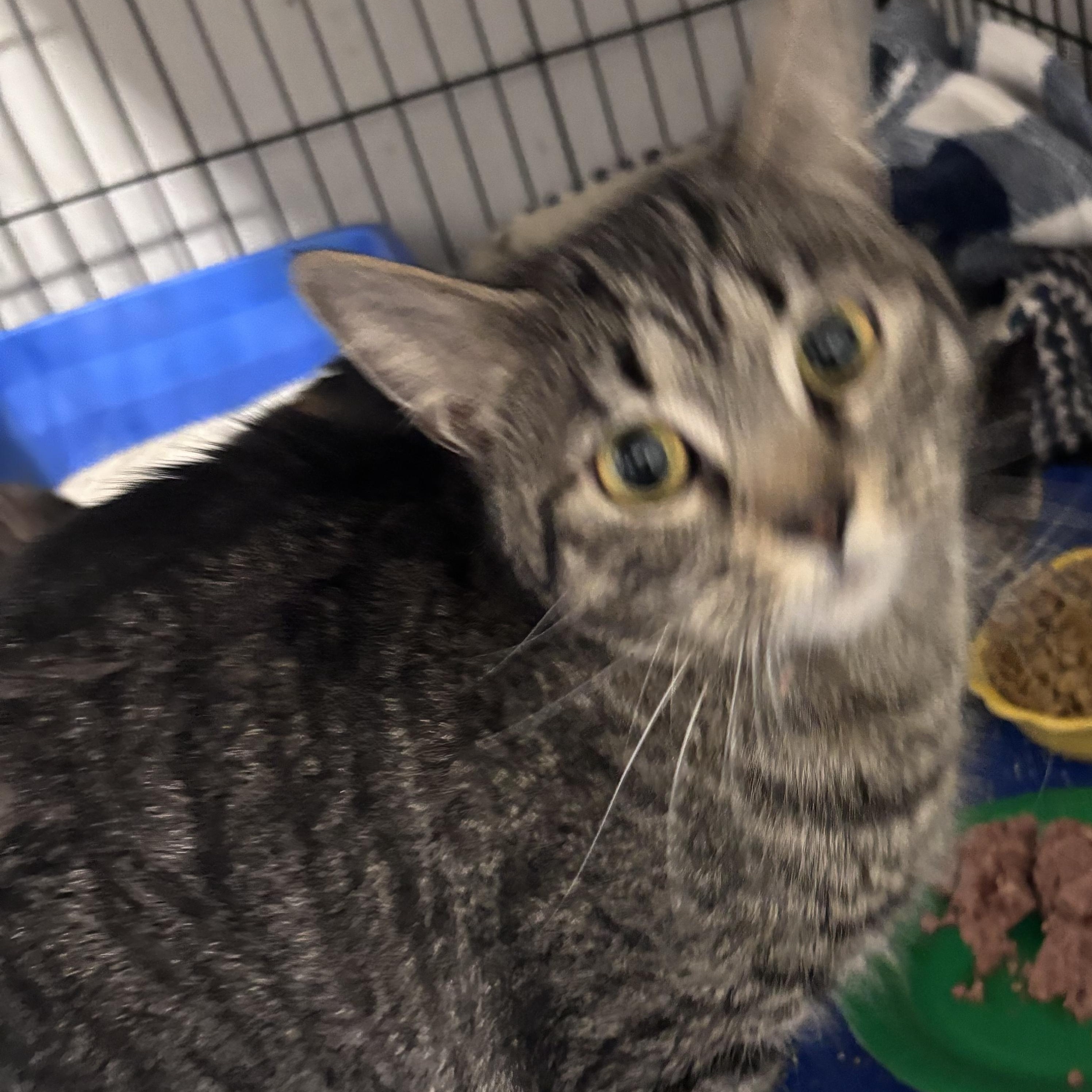 Enlarge Tallulah Belle, a Adoptable Domestic Short Hair in Kirklin, IN image 4/6