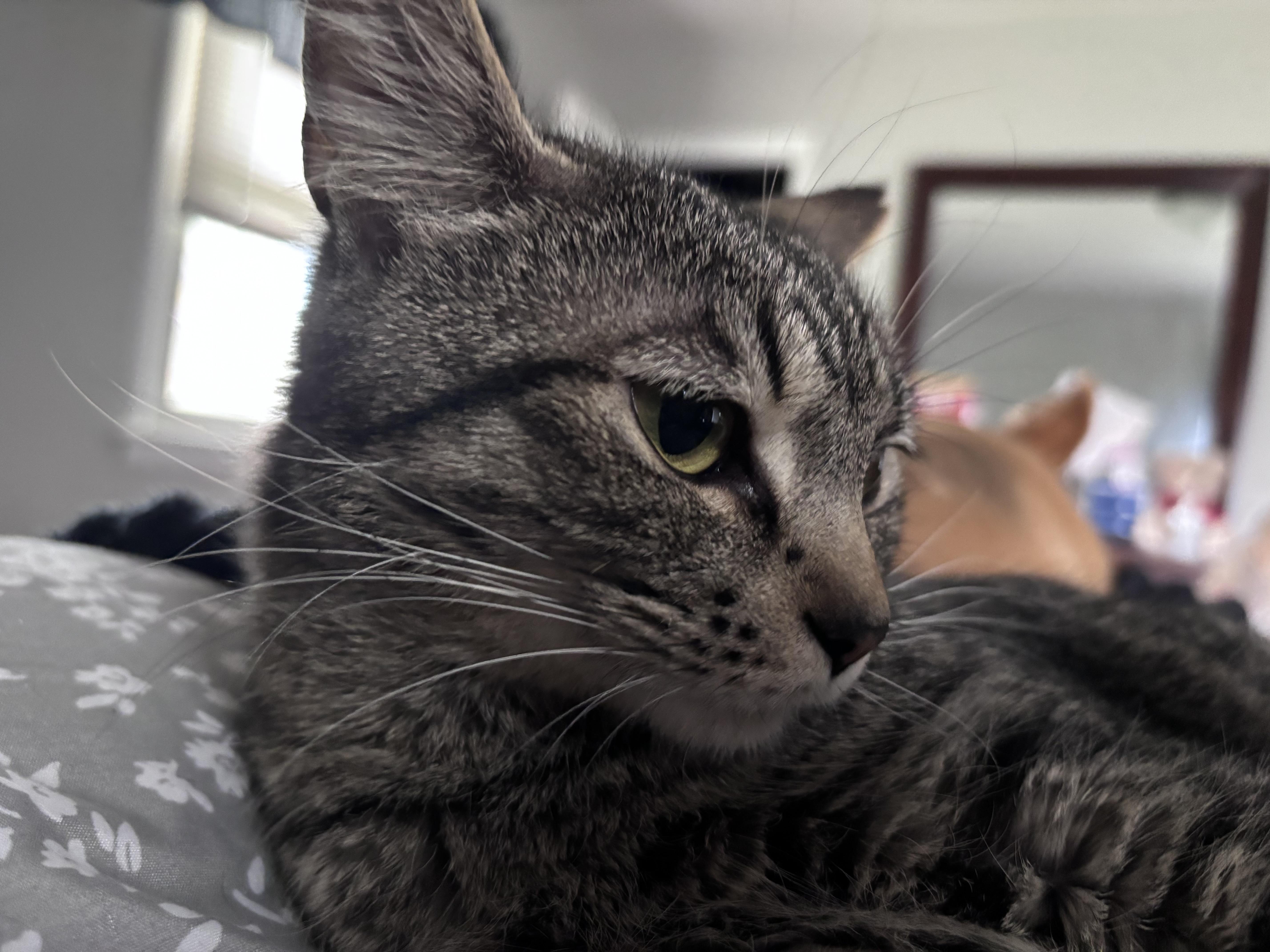 Enlarge Tallulah Belle, a Adoptable Domestic Short Hair in Kirklin, IN image 6/6