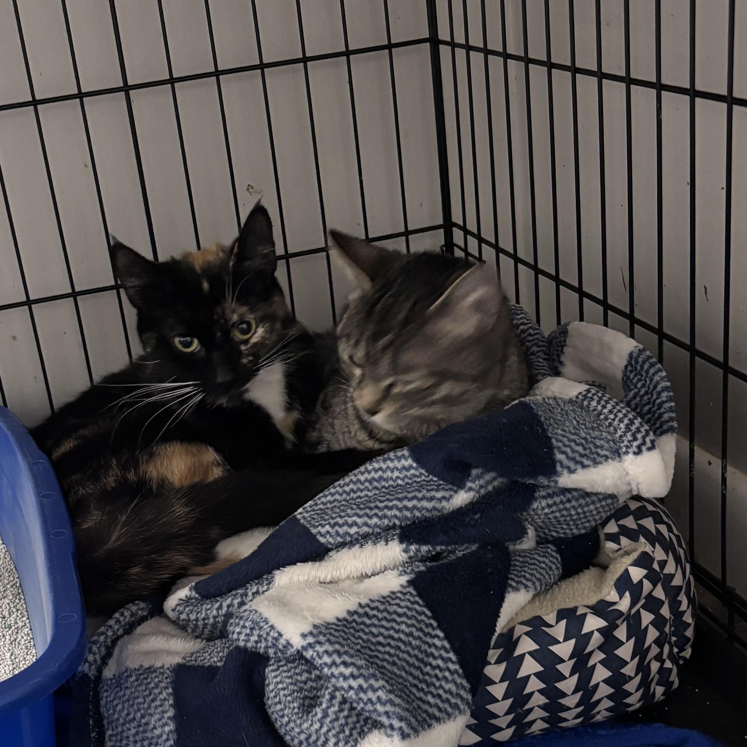 Enlarge Tallulah Belle, a Adoptable Domestic Short Hair in Kirklin, IN image 5/6