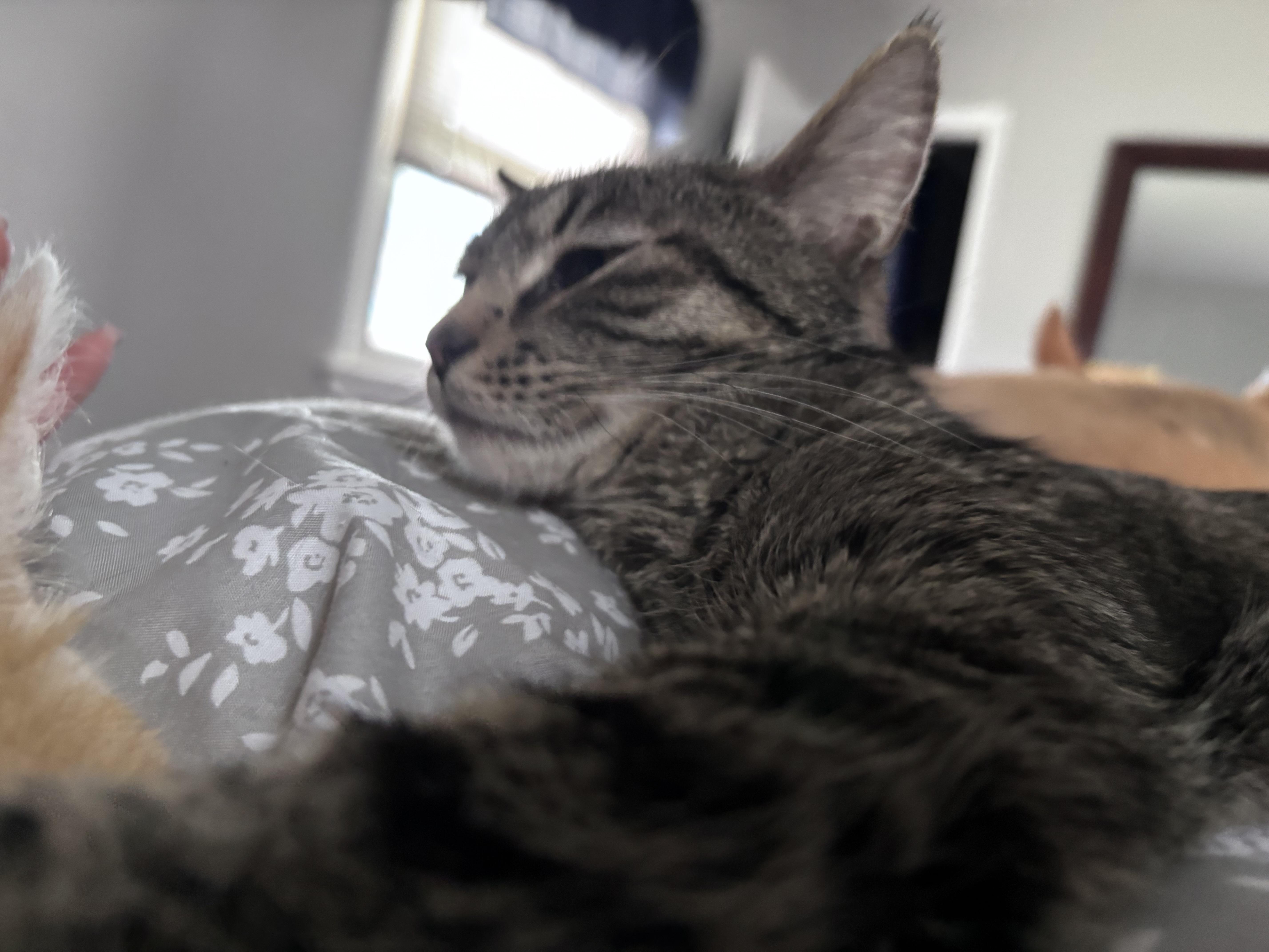 Enlarge Tallulah Belle, a Adoptable Domestic Short Hair in Kirklin, IN image 2/6