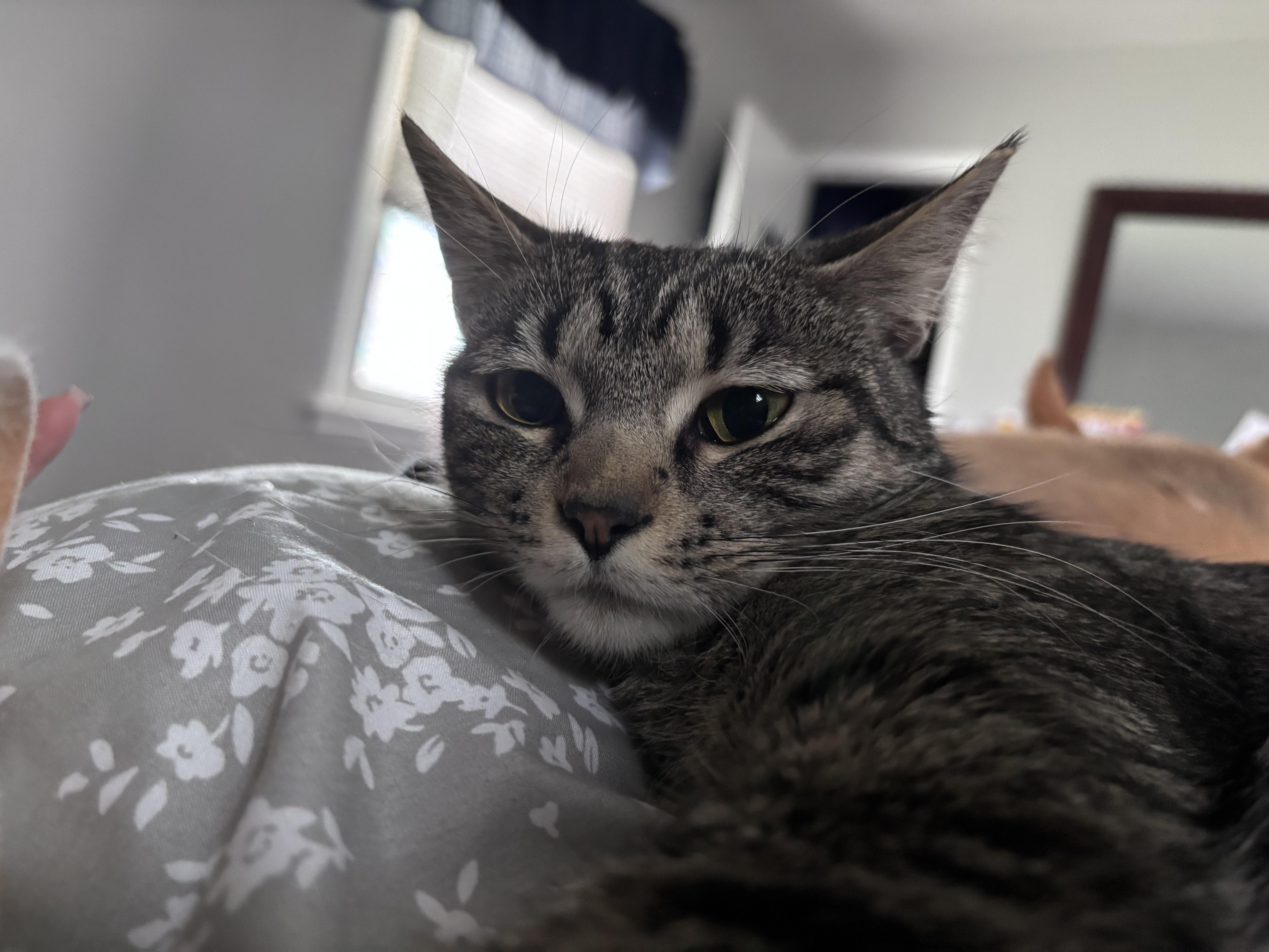 Enlarge Tallulah Belle, a Adoptable Domestic Short Hair in Kirklin, IN image 1/6