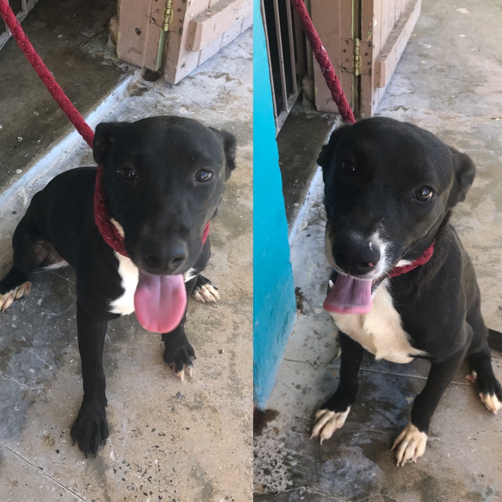 Mulan, Adoptable, Young Female Labrador Retriever.