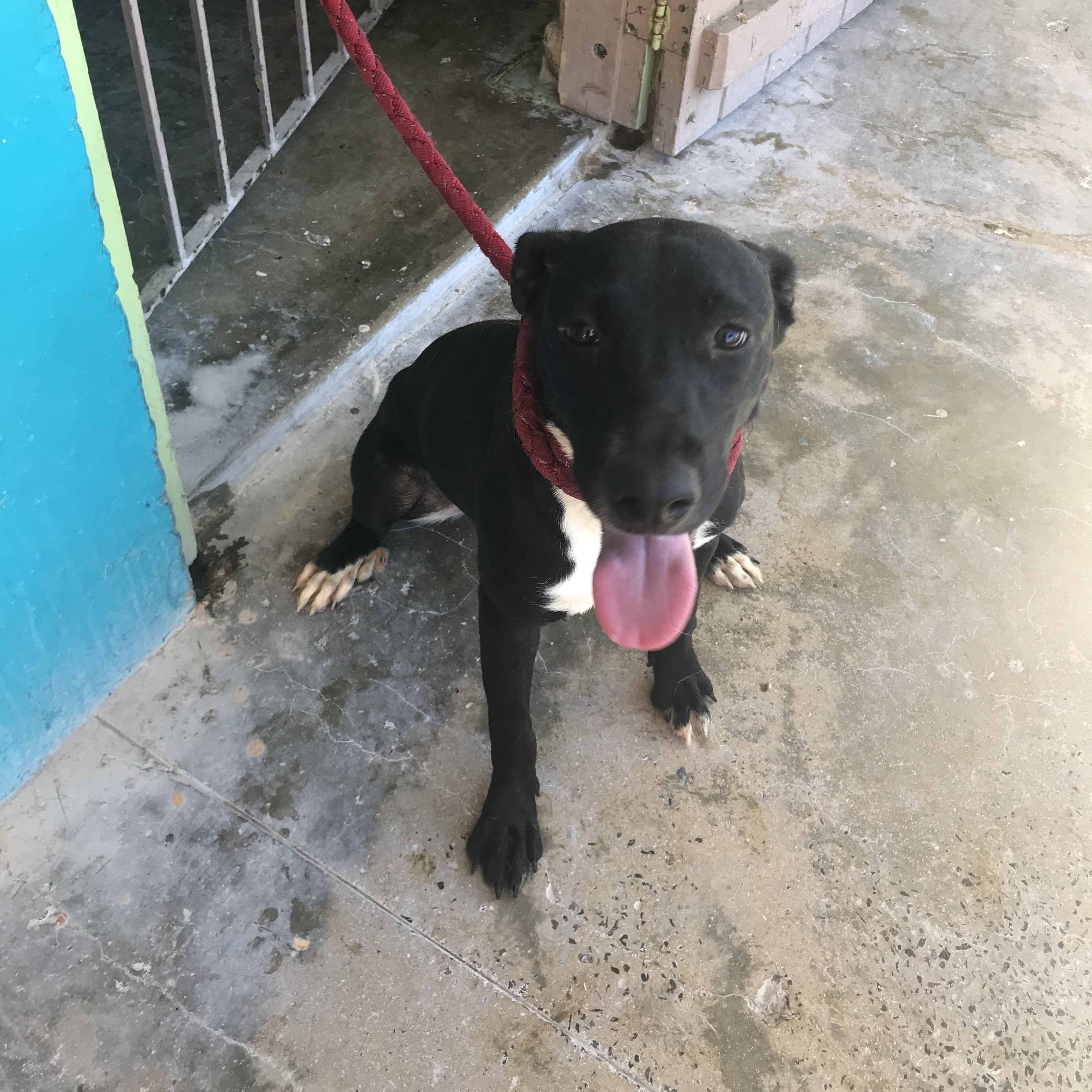 Mulan, a Adoptable mixed breed in San Juan, PR image 2/4