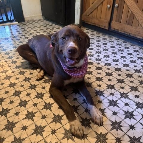 Enlarge Nona, a ADOPTABLE mixed breed in Stewart, TN image 6/6