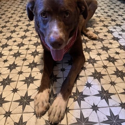 Enlarge Nona, a ADOPTABLE mixed breed in Stewart, TN image 3/6