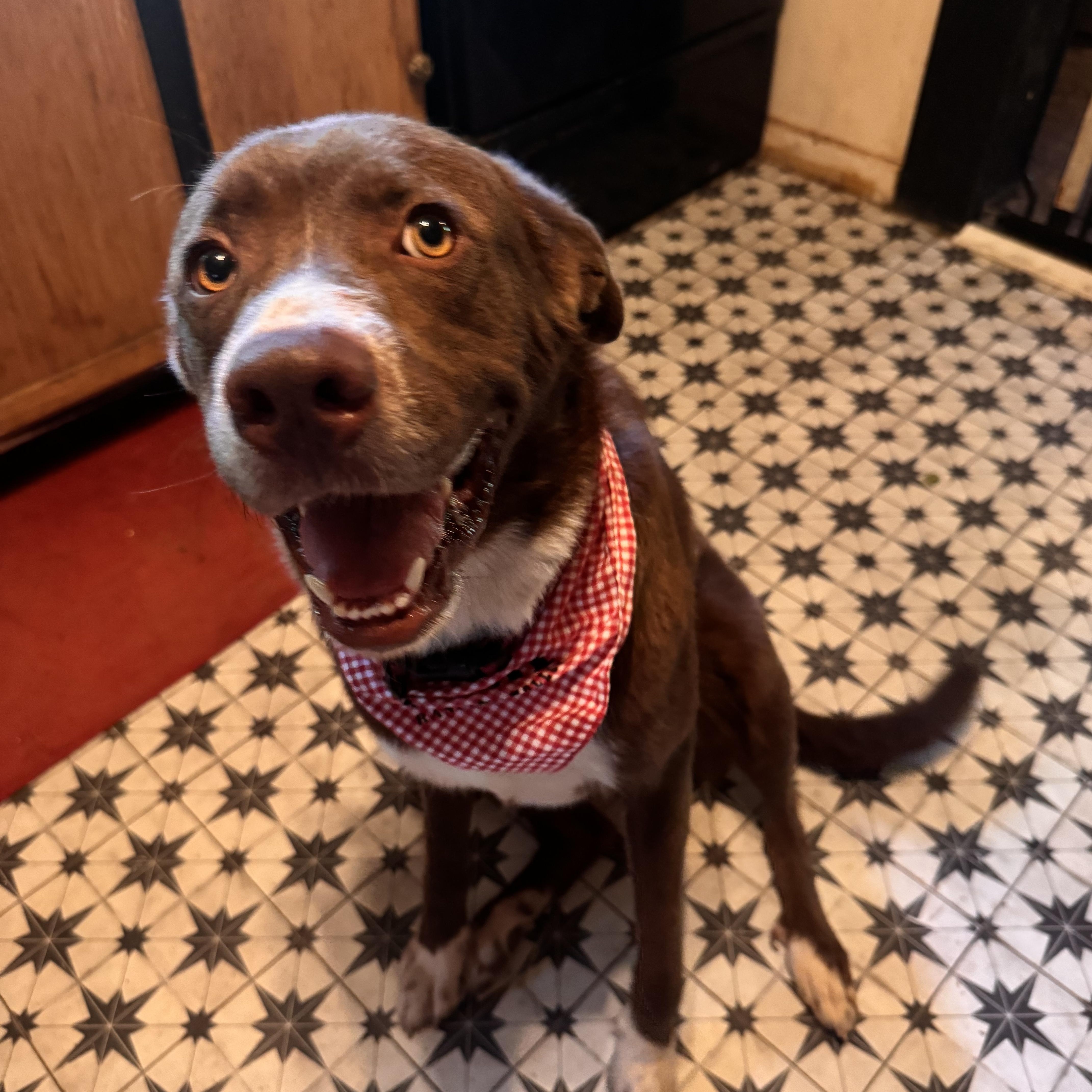 Enlarge Nona, a ADOPTABLE mixed breed in Stewart, TN image 5/6