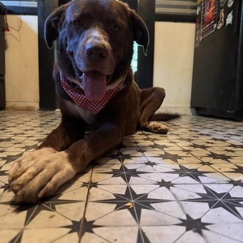Enlarge Nona, a ADOPTABLE mixed breed in Stewart, TN image 4/6