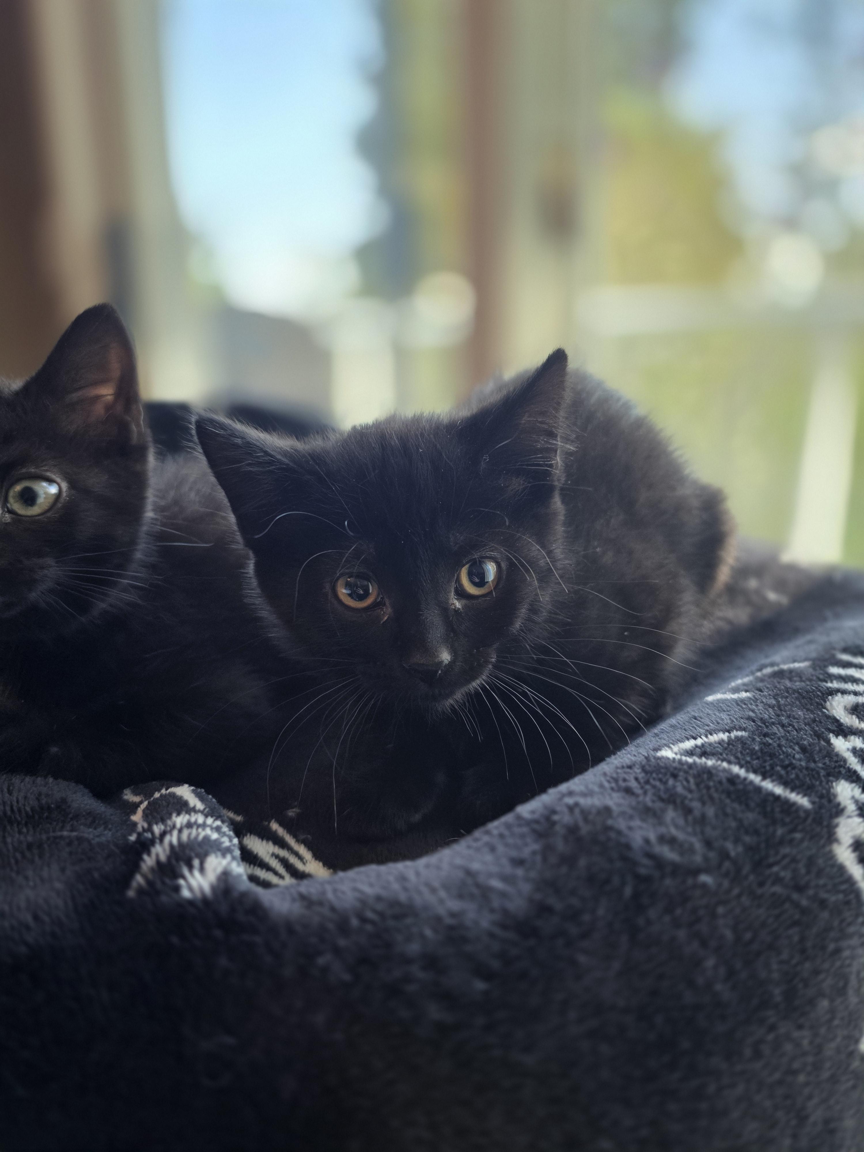 Izzy, Adoptable, Kitten Female Domestic Short Hair.