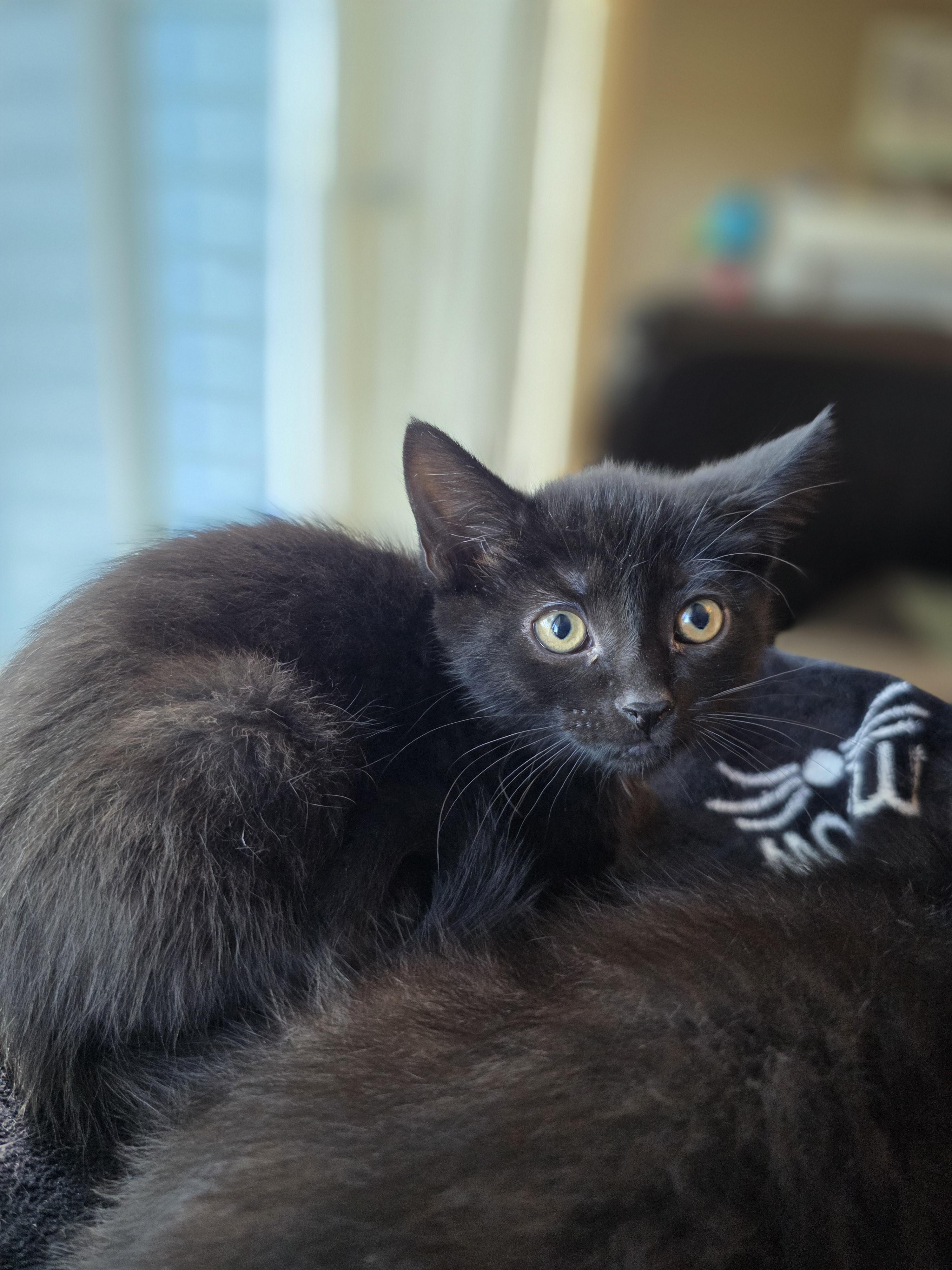 Izzy, a Adoptable mixed breed in Kamloops, BC image 3/4