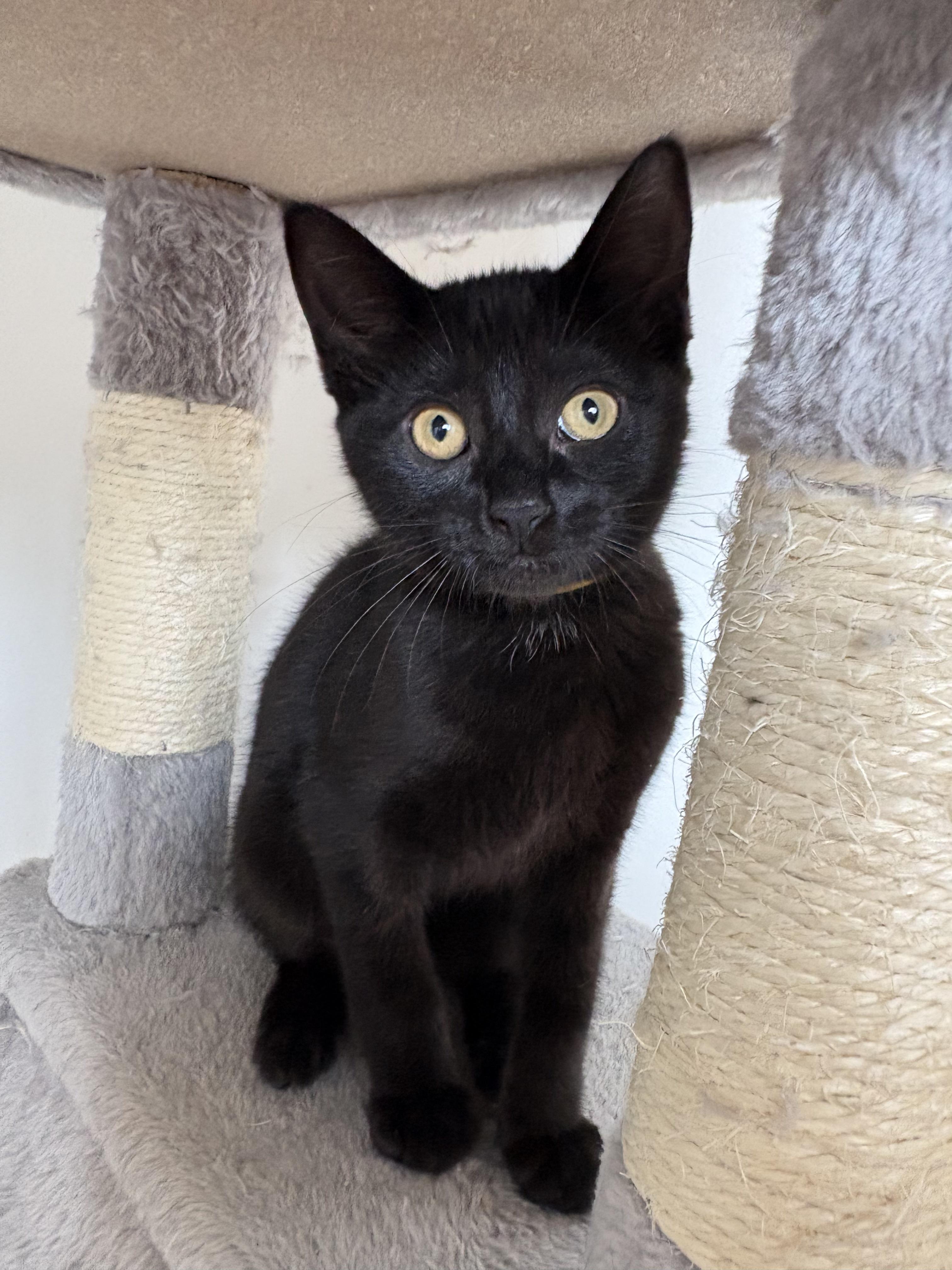 Izzy, a Adoptable mixed breed in Kamloops, BC image 6/6