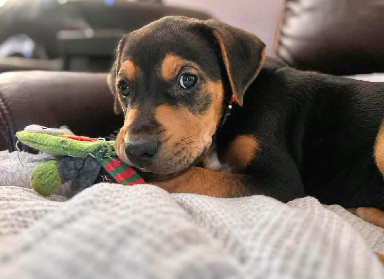 Walter, adopted, Puppy Male Rottweiler.