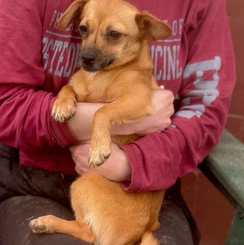 Lizzie, a Adoptable mixed breed in Chester Springs, PA image 2/2