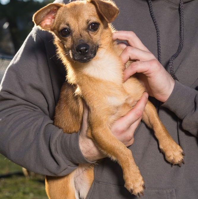 Lizzie, a Adoptable mixed breed in Chester Springs, PA image 1/2