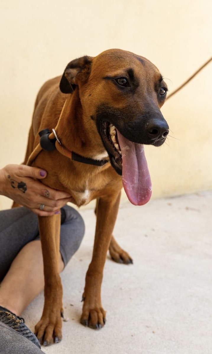 Enlarge Maktub, a Adoptable mixed breed in New York, NY image 1/6