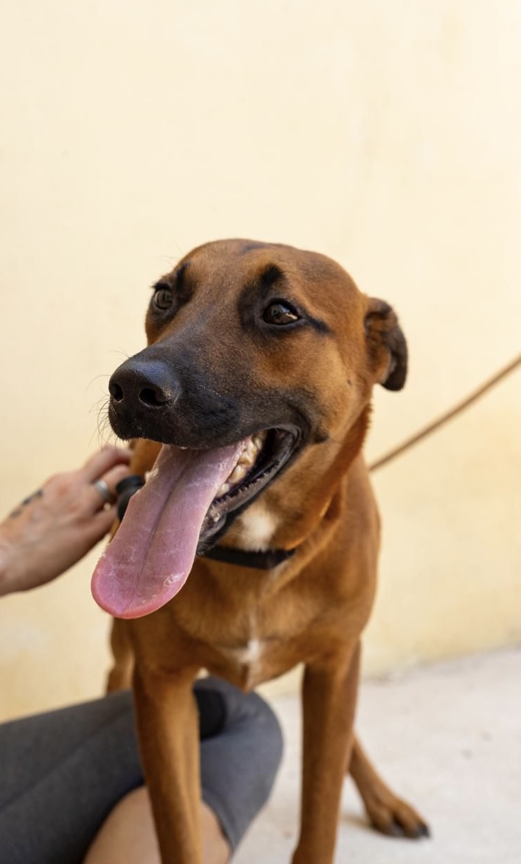 Enlarge Maktub, a Adoptable mixed breed in New York, NY image 3/6