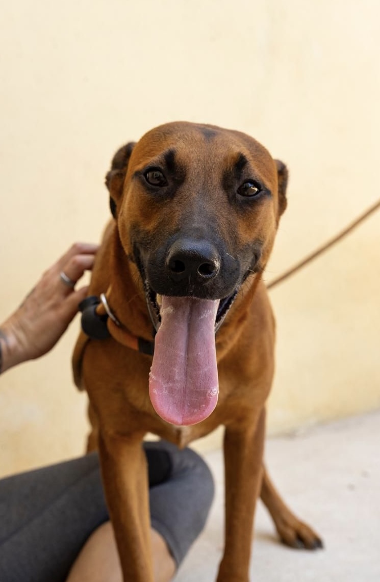 Enlarge Maktub, a Adoptable mixed breed in New York, NY image 4/6