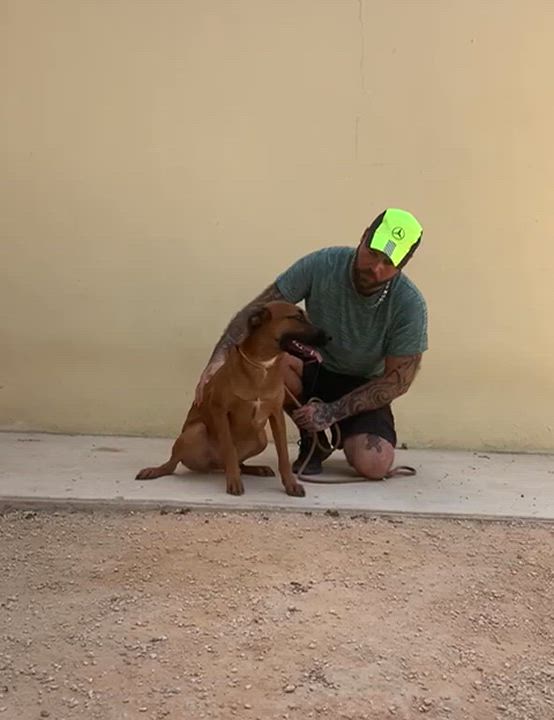 Enlarge Maktub, a Adoptable mixed breed in New York, NY video 5/6