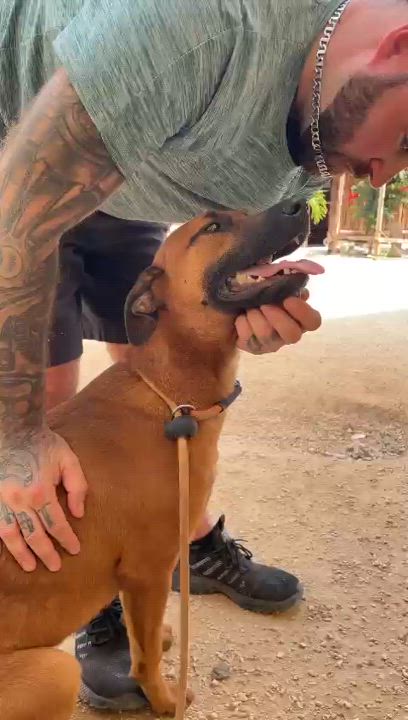 Enlarge Maktub, a Adoptable mixed breed in New York, NY video 6/6