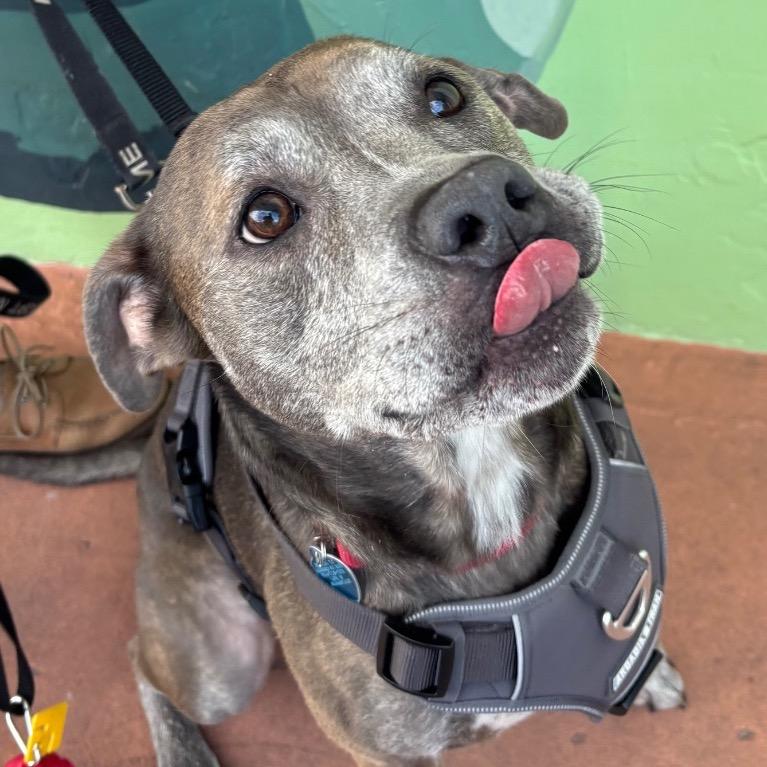 Enlarge Homer, a Adoptable mixed breed in Fort Lauderdale, FL image 1/6