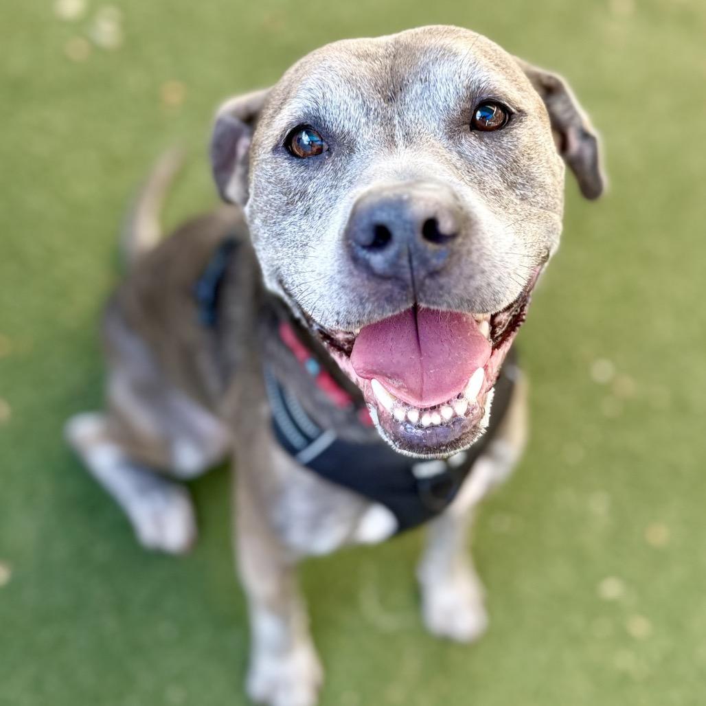 Enlarge Homer, a Adoptable mixed breed in Fort Lauderdale, FL image 2/6