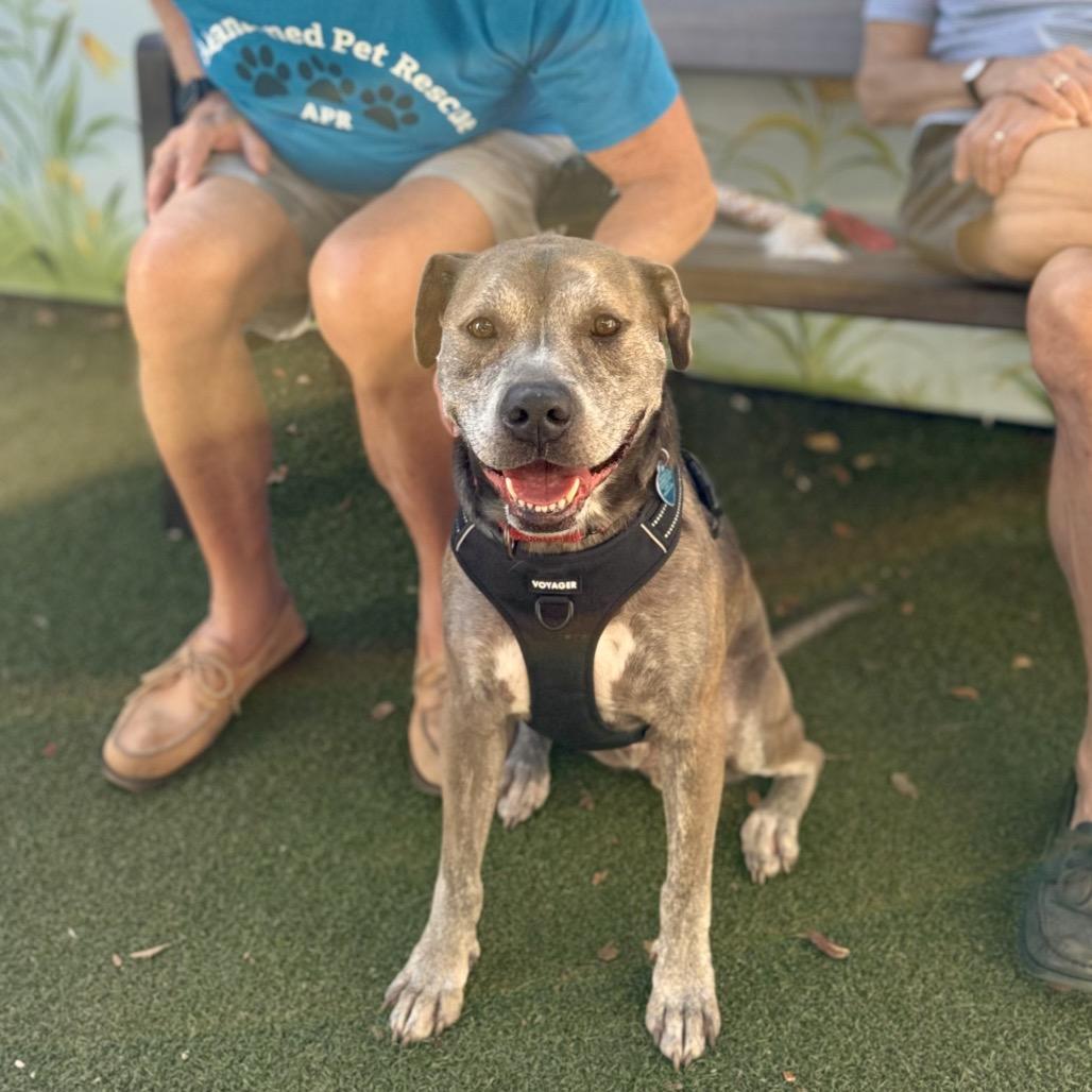 Enlarge Homer, a Adoptable mixed breed in Fort Lauderdale, FL image 3/6