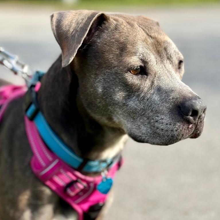 Enlarge Homer, a Adoptable mixed breed in Fort Lauderdale, FL image 4/6