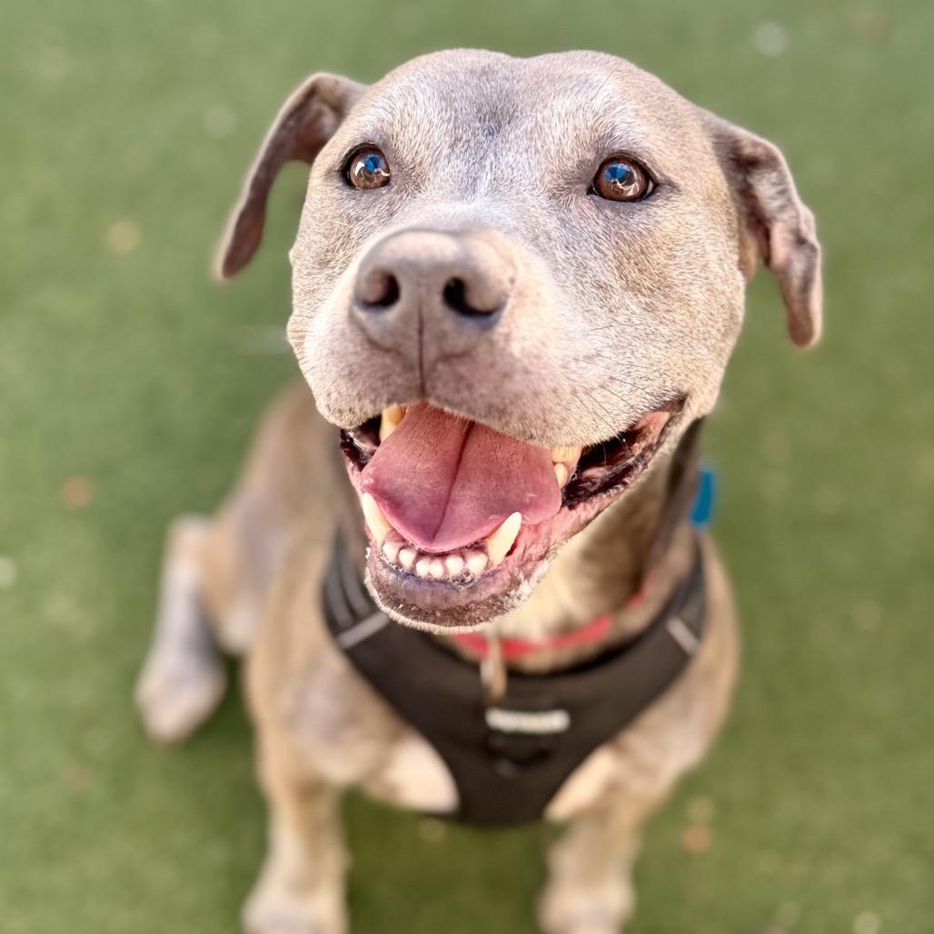 Enlarge Homer, a Adoptable mixed breed in Fort Lauderdale, FL image 5/6