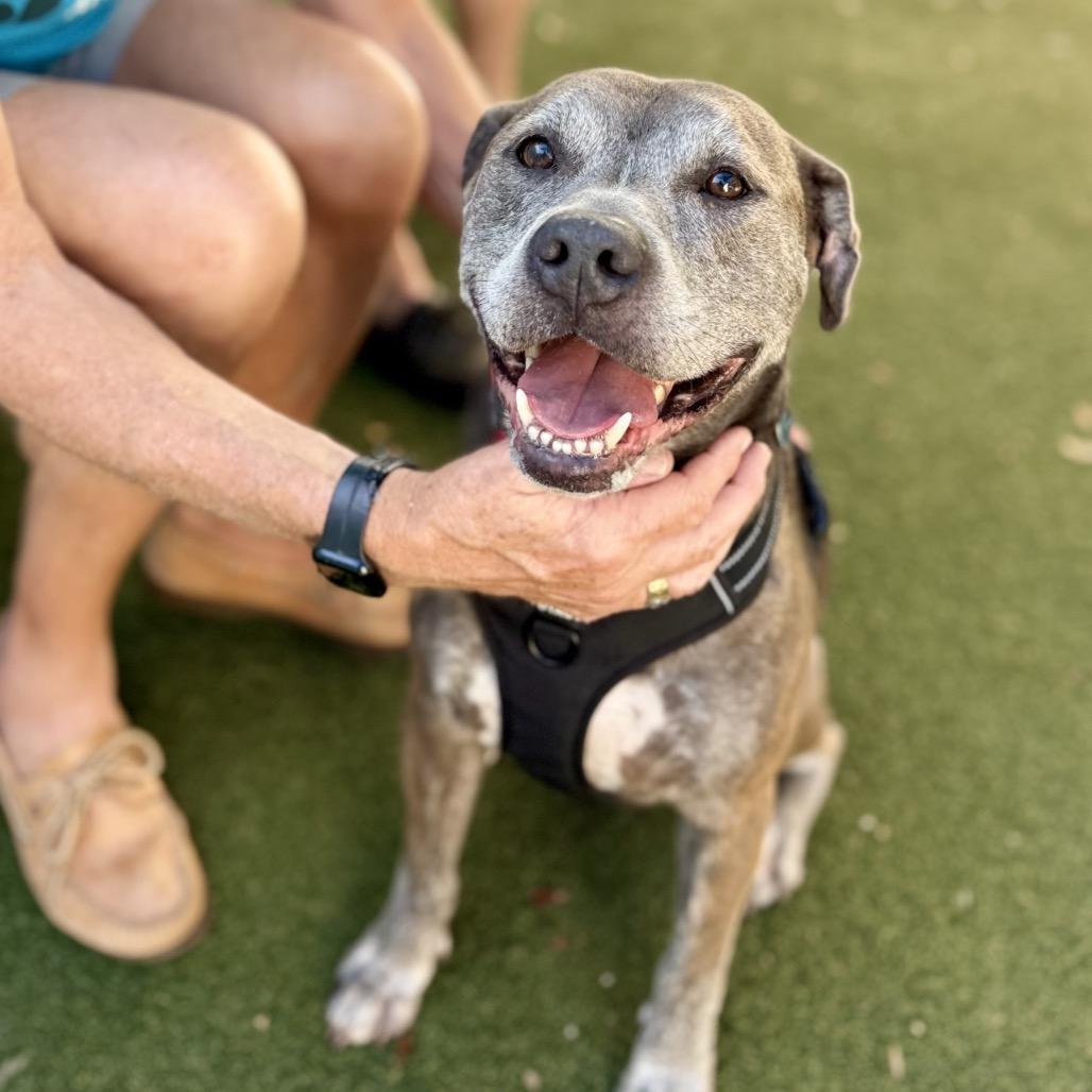 Enlarge Homer, a Adoptable mixed breed in Fort Lauderdale, FL image 6/6