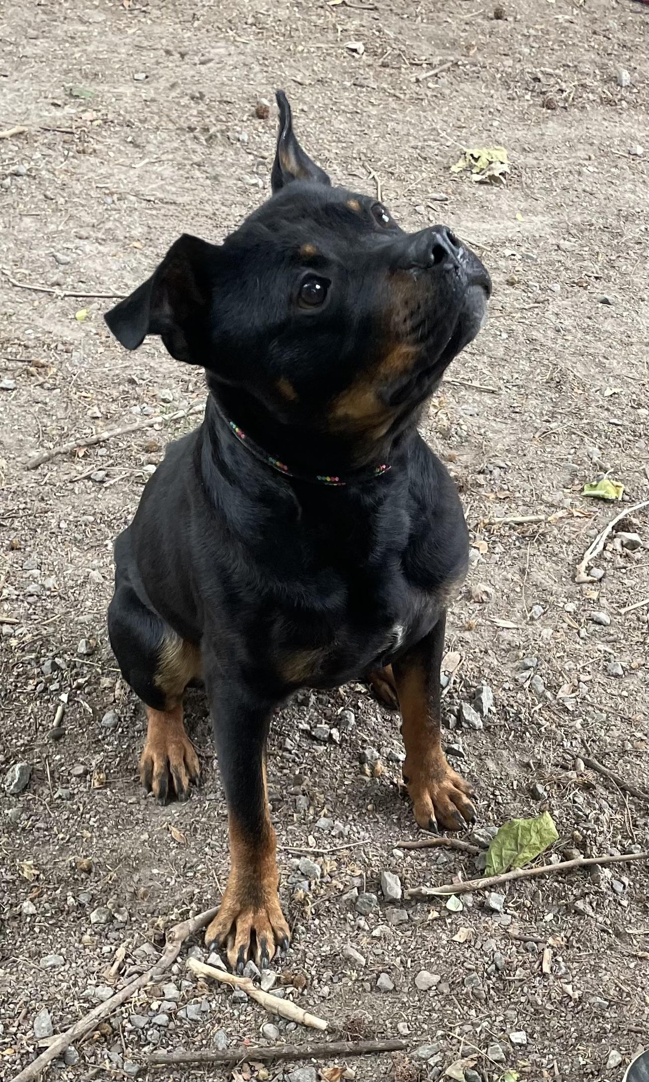 Enlarge Weiler, a ADOPTABLE mixed breed in Heathsville, VA image 6/6