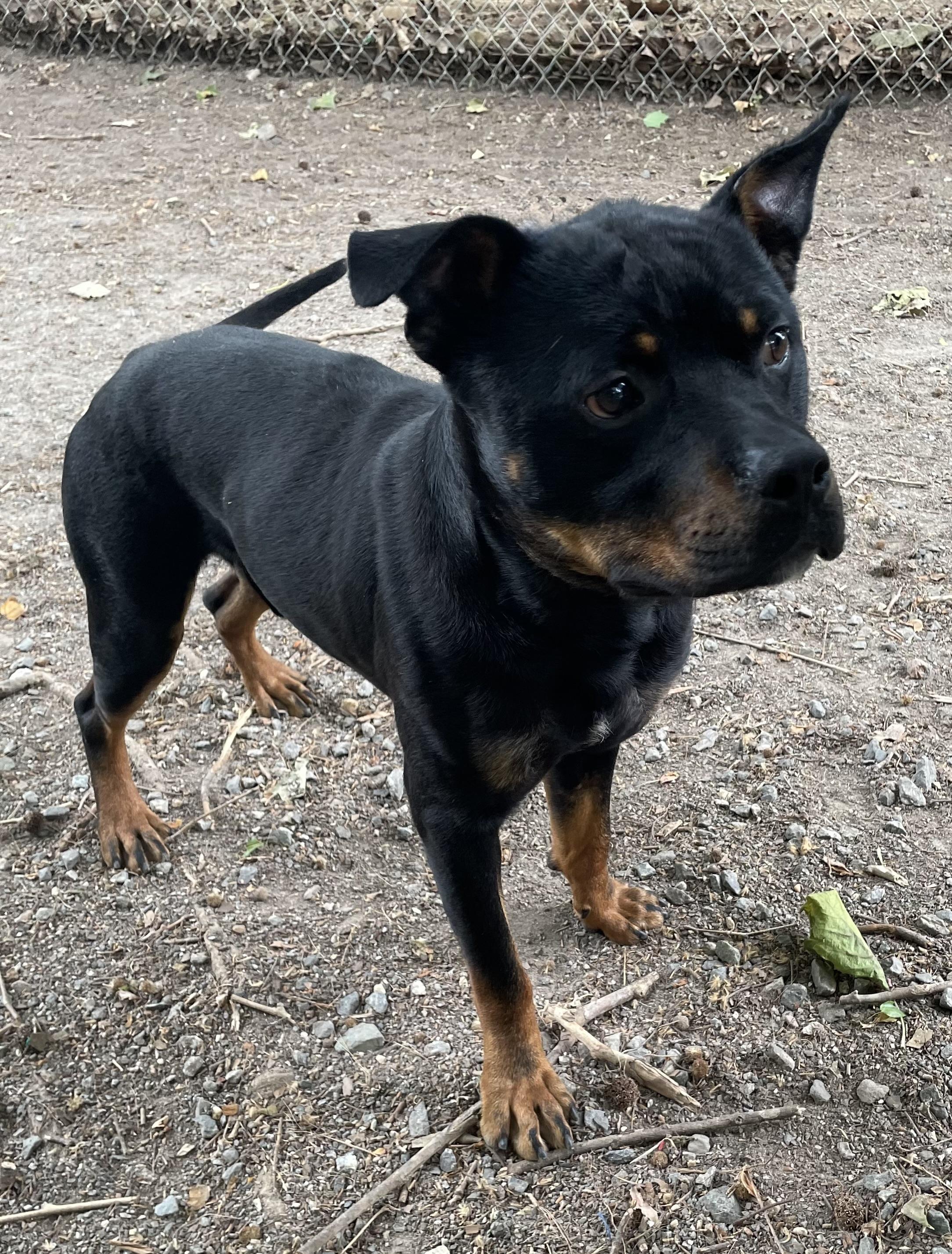 Enlarge Weiler, a ADOPTABLE mixed breed in Heathsville, VA image 5/6