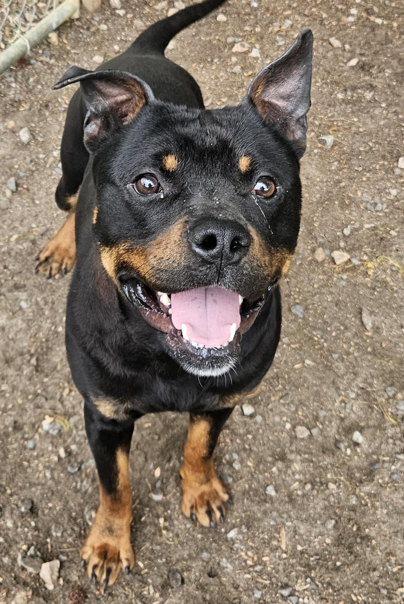 Weiler, ADOPTABLE, Young Male Rottweiler & Pit Bull Terrier.