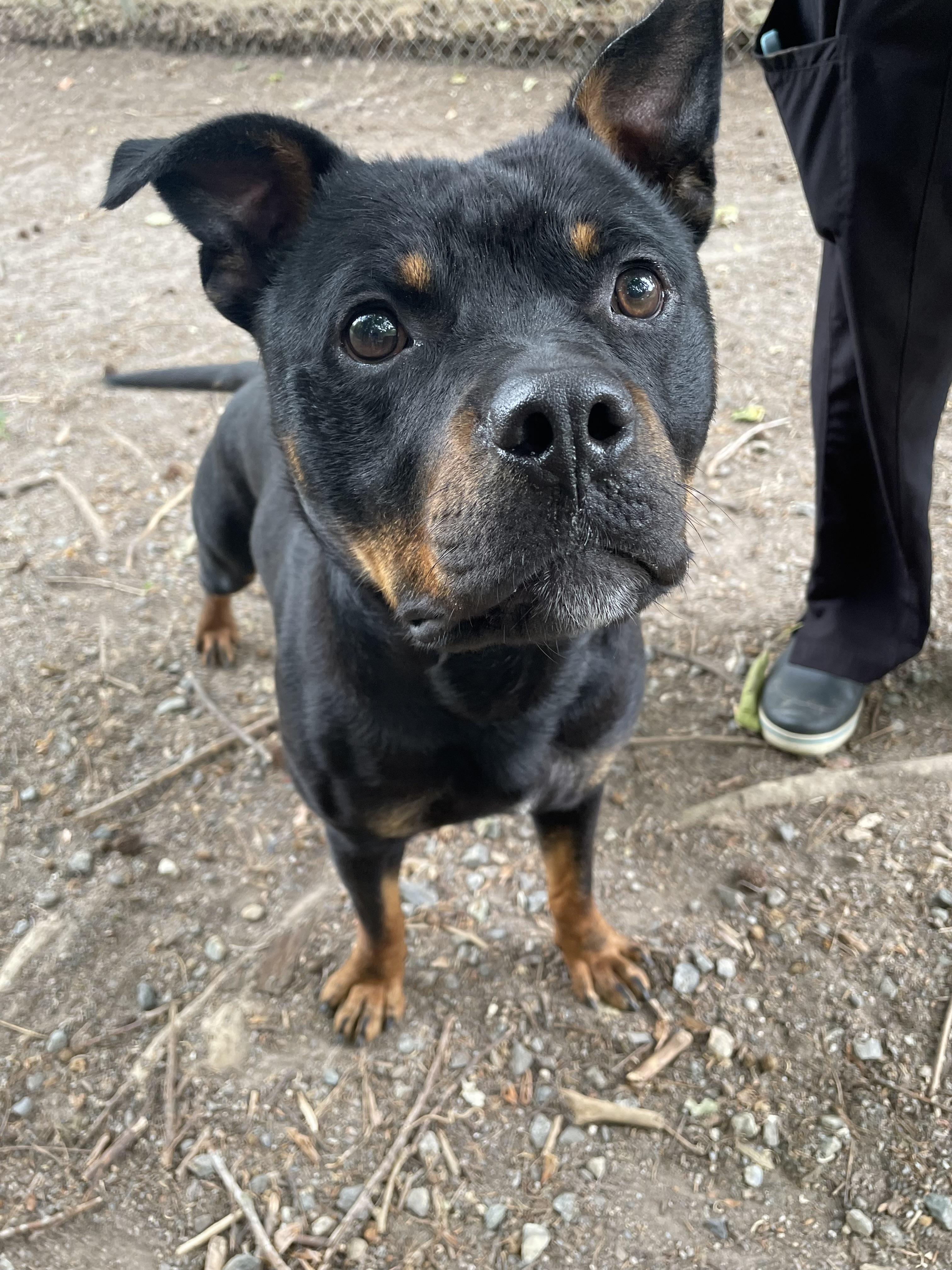 Enlarge Weiler, a ADOPTABLE mixed breed in Heathsville, VA image 3/6