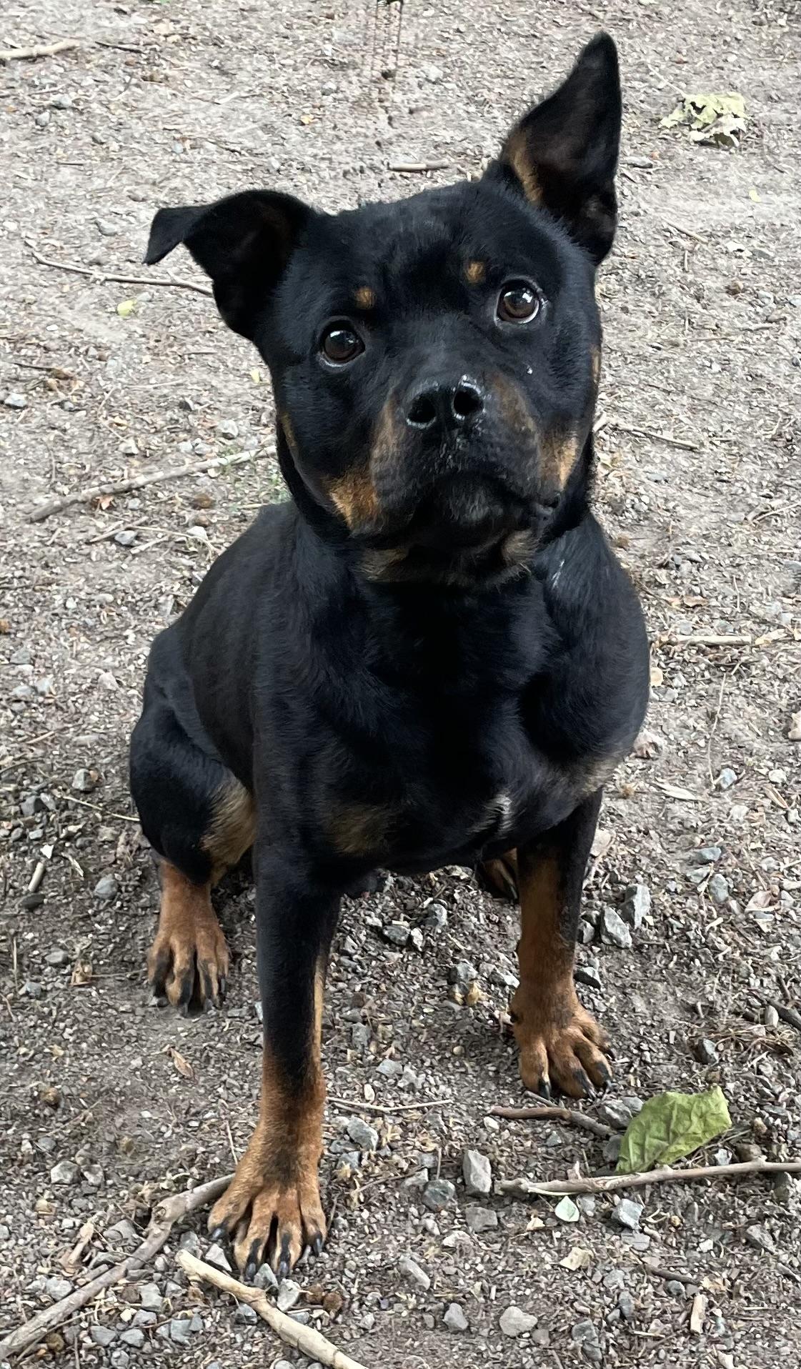 Enlarge Weiler, a ADOPTABLE mixed breed in Heathsville, VA image 4/6
