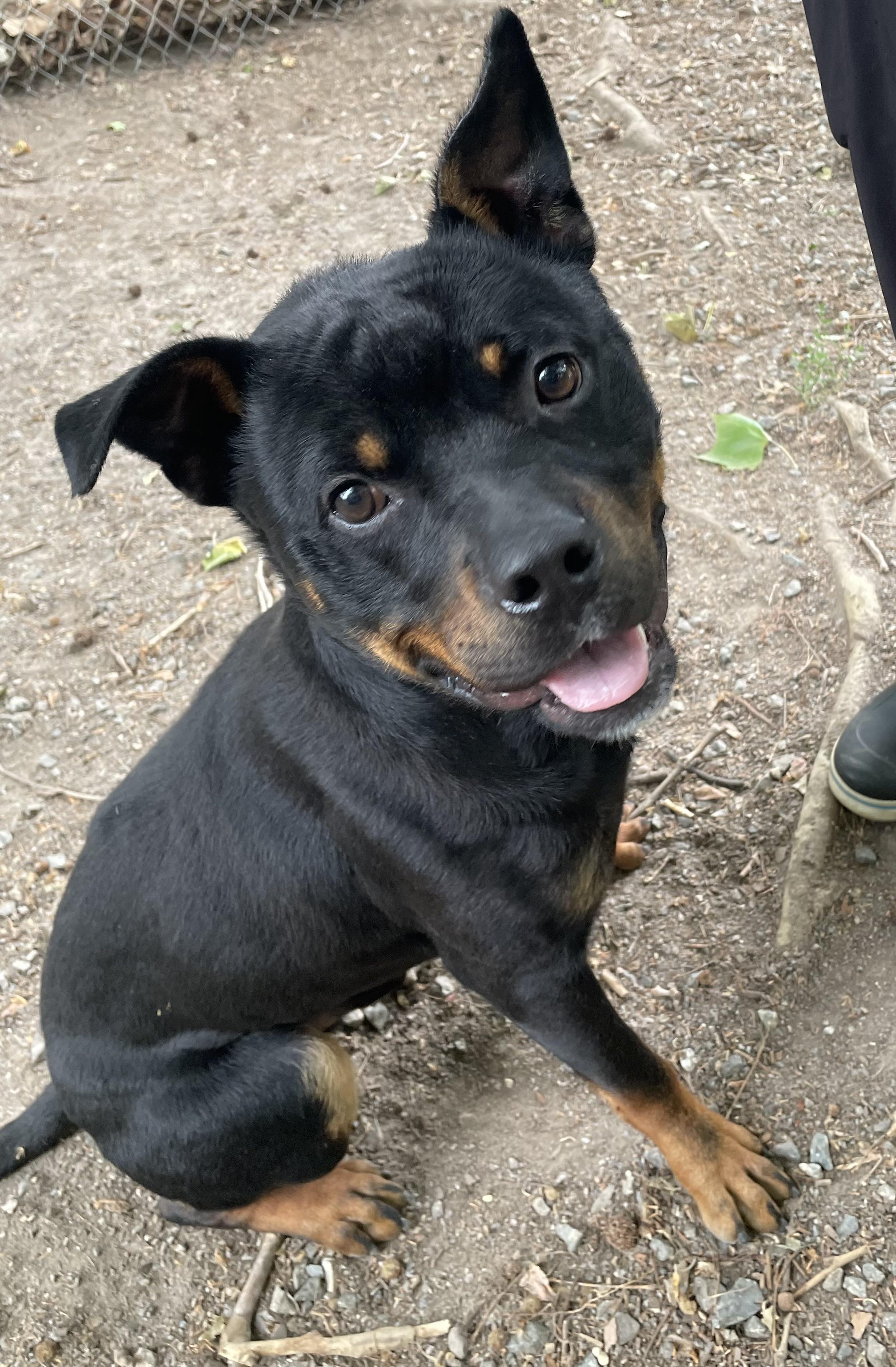 Enlarge Weiler, a ADOPTABLE mixed breed in Heathsville, VA image 2/6
