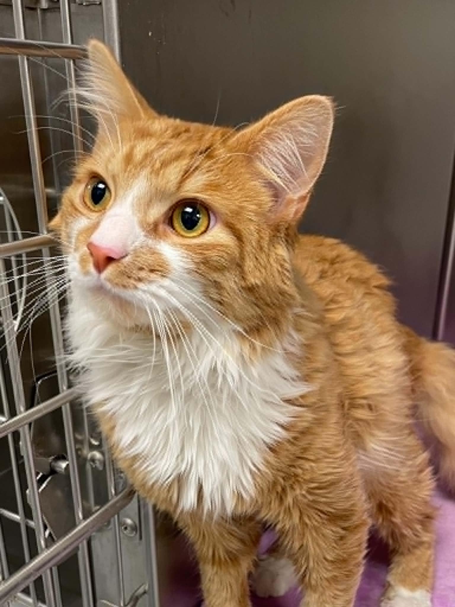 Simba, Adoptable, Adult Male Extra-Toes Cat / Hemingway Polydactyl.